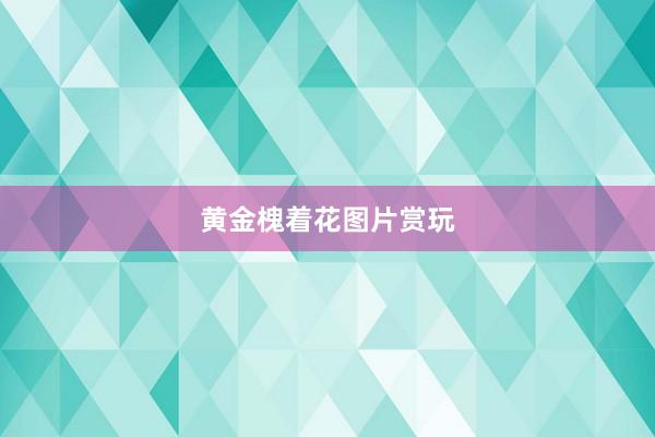 黄金槐着花图片赏玩